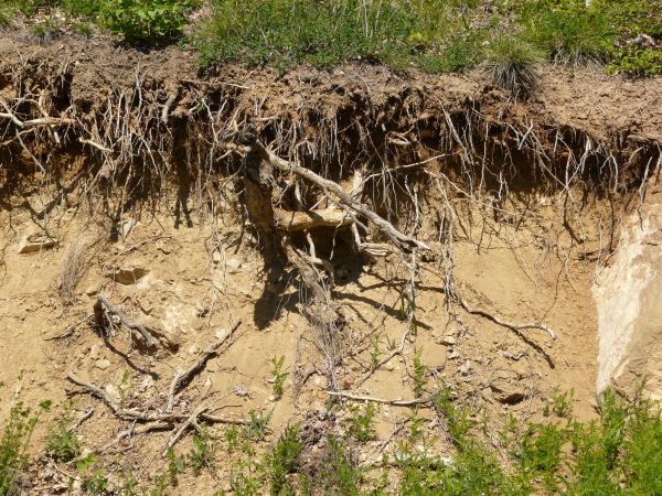 Texture of roots protruding from dry, brown dirt, with areas of green plants.